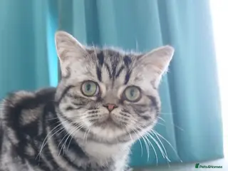 British Shorthair cats Bsh. Silver Classic Tabby . - Advert 18