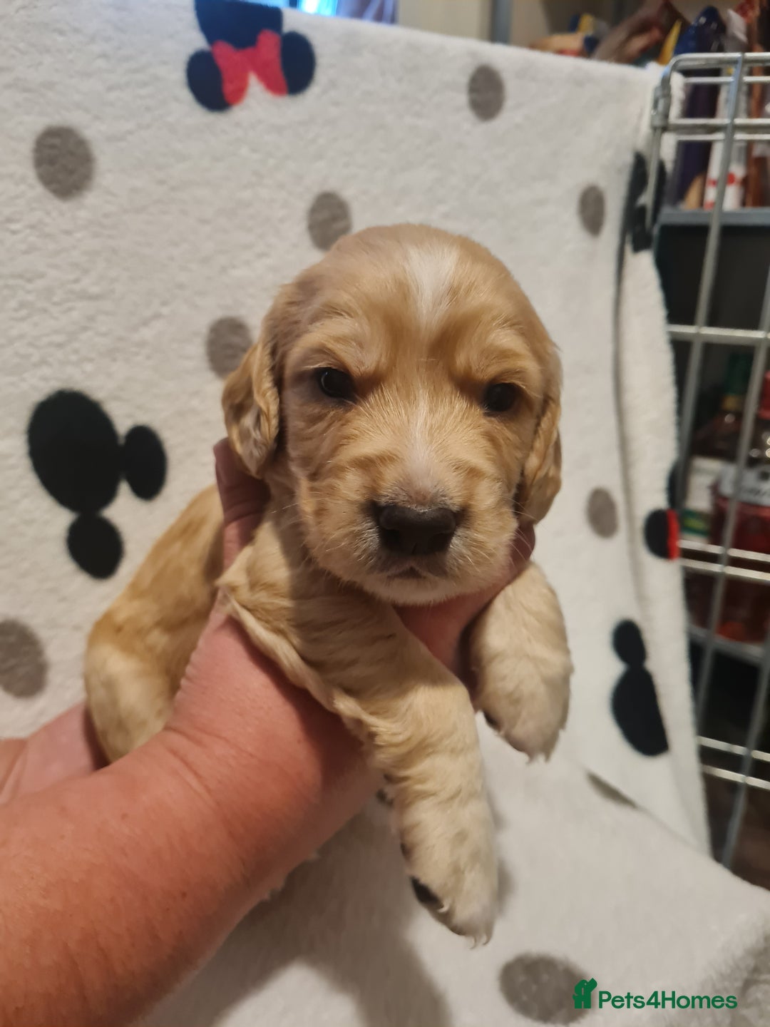 Sprocker dogs for sale: Sprocker Spaniel pups - born 28/08/25 - Image 13