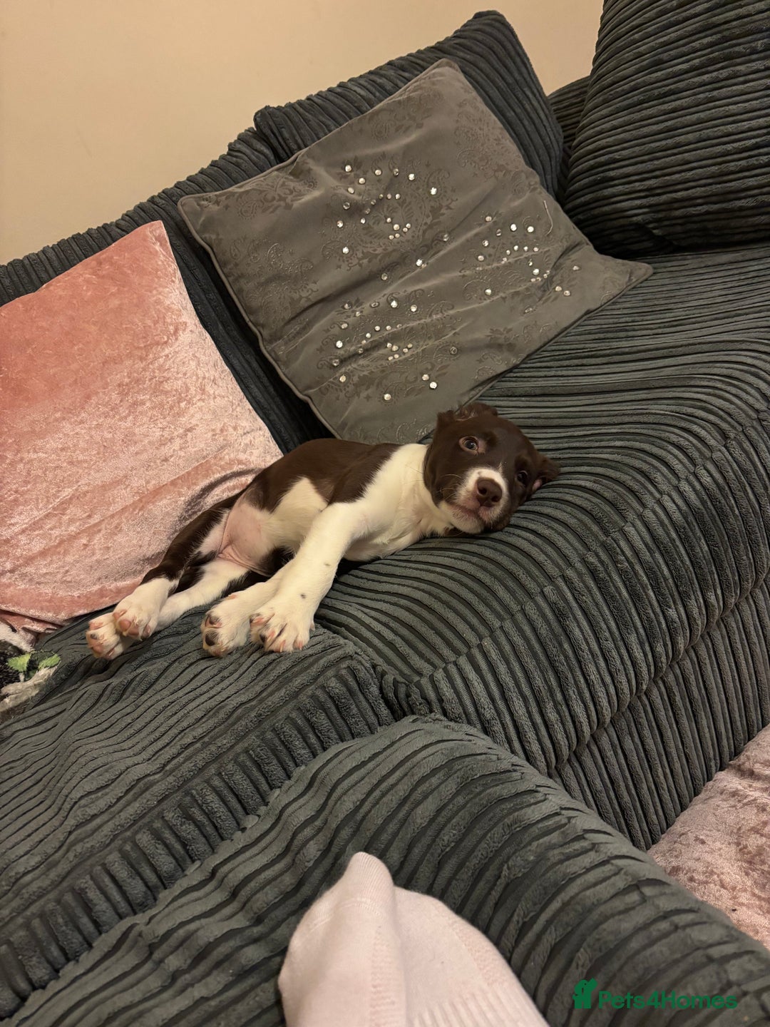 Sprollie dogs for sale: Female Sprollie puppy - Image 2