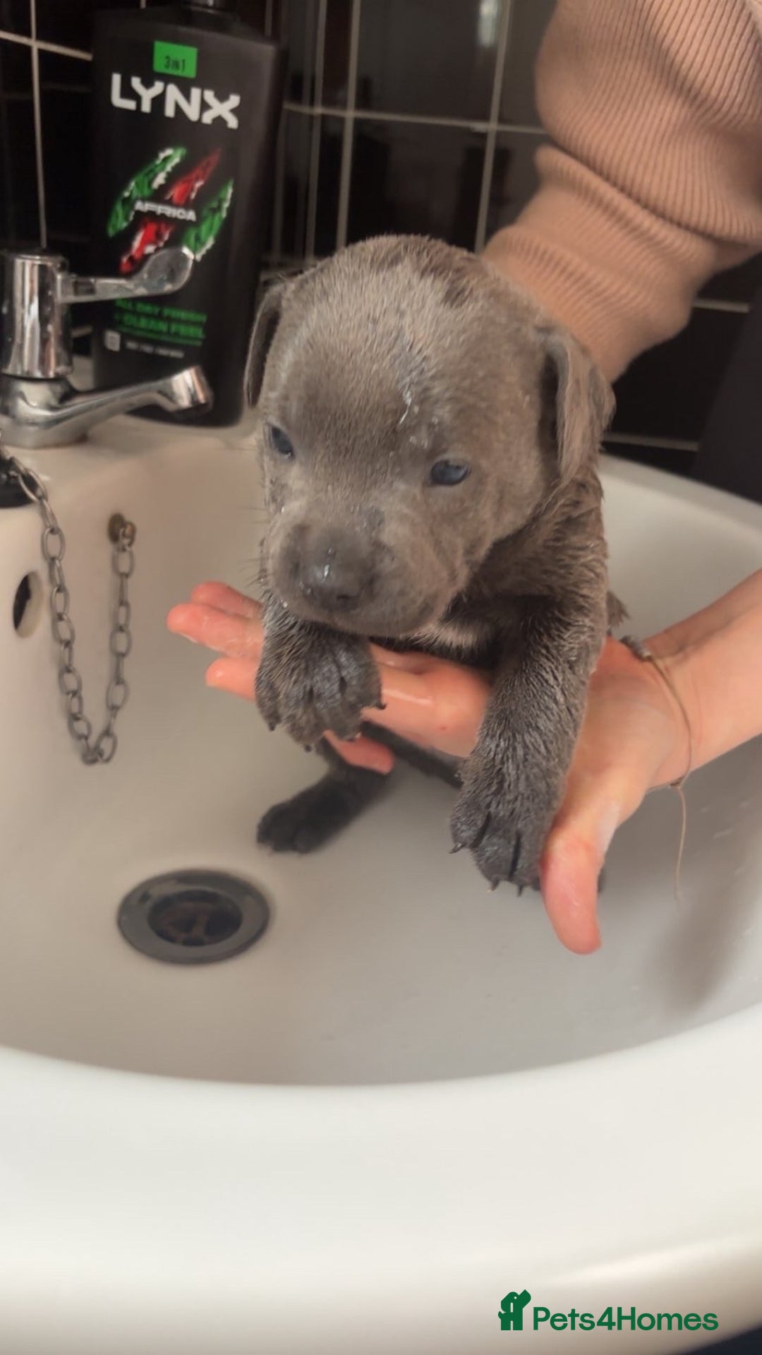 Staffordshire Bull Terrier dogs for sale: ✨ Blue Staffy Pups – Happy, Healthy & Loving!  - Image 19