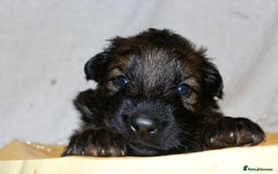 German Shepherd dogs for sale: German shepherd puppies  - Image 10