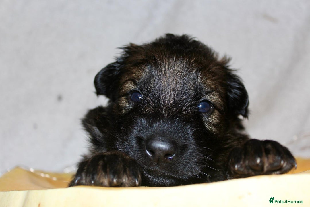 German Shepherd dogs for sale: German shepherd puppies  - Image 10