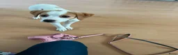Jack Russell dogs for sale: 14 week old jack russell - Advert 9