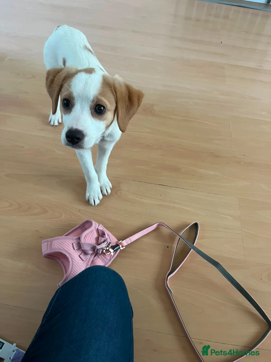 Jack Russell dogs for sale: 14 week old jack russell - Advert 9