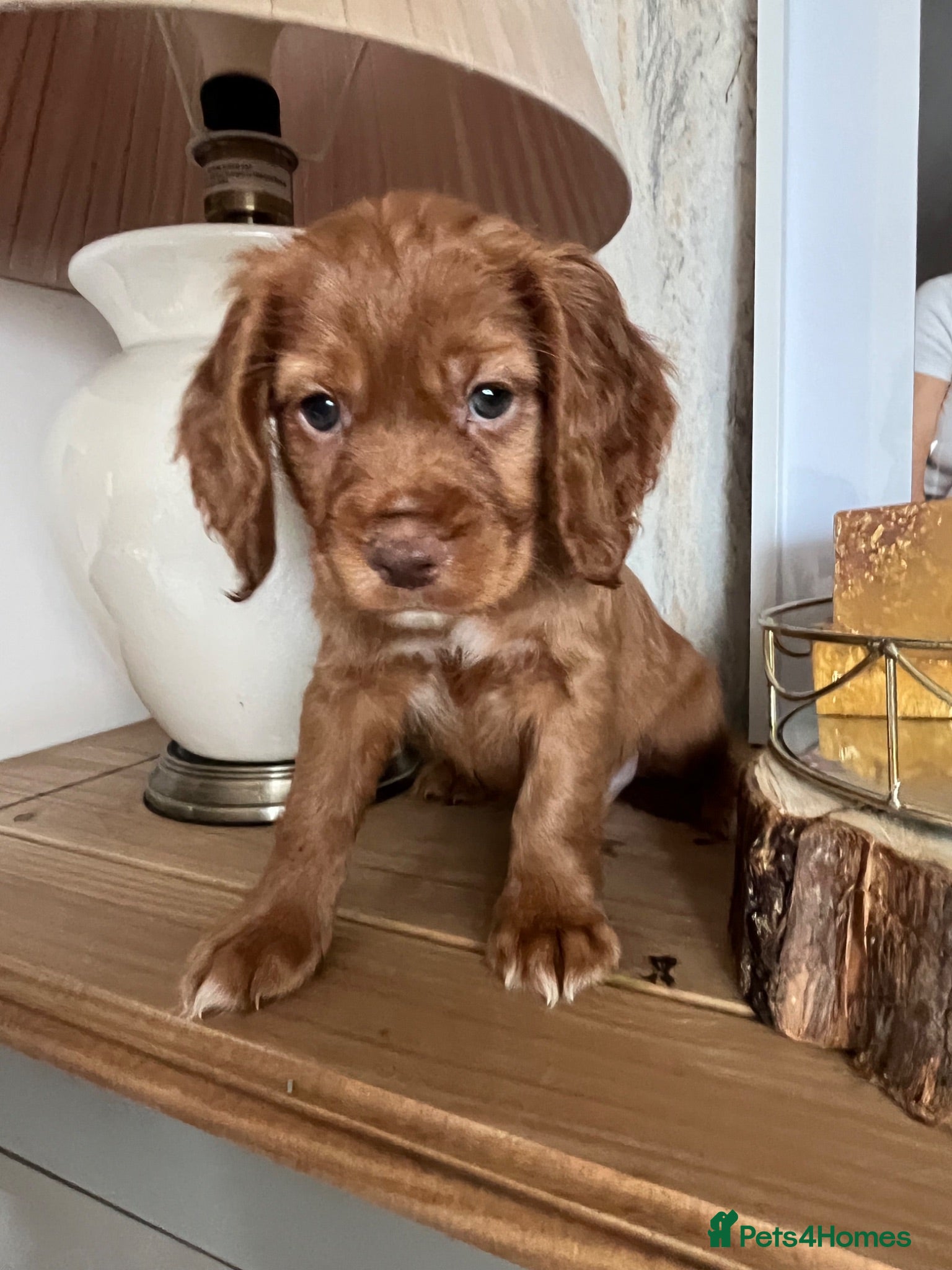Cocker Spaniel dogs LAST GIRL!!! kc working cocker spaniels - Advert 3