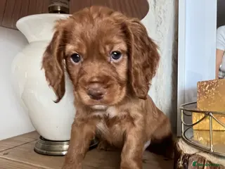 Cocker Spaniel dogs LAST GIRL!!! kc working cocker spaniels - Advert 3