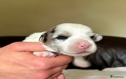 Welsh Corgi Cardigan dogs for sale: Show Quality KC Pedigree Corgi Cardigan Puppies  - Image 25