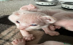 Sphynx cats for sale: Sphynx Kittens - Image 3