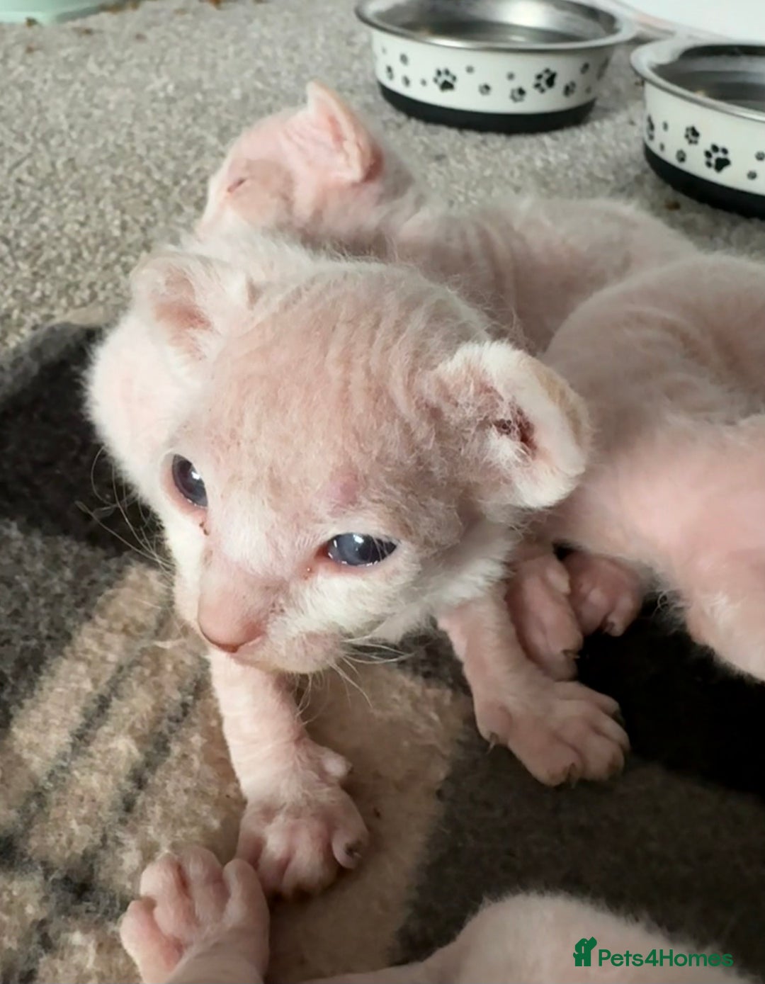 Sphynx cats for sale: Sphynx Kittens - Image 3
