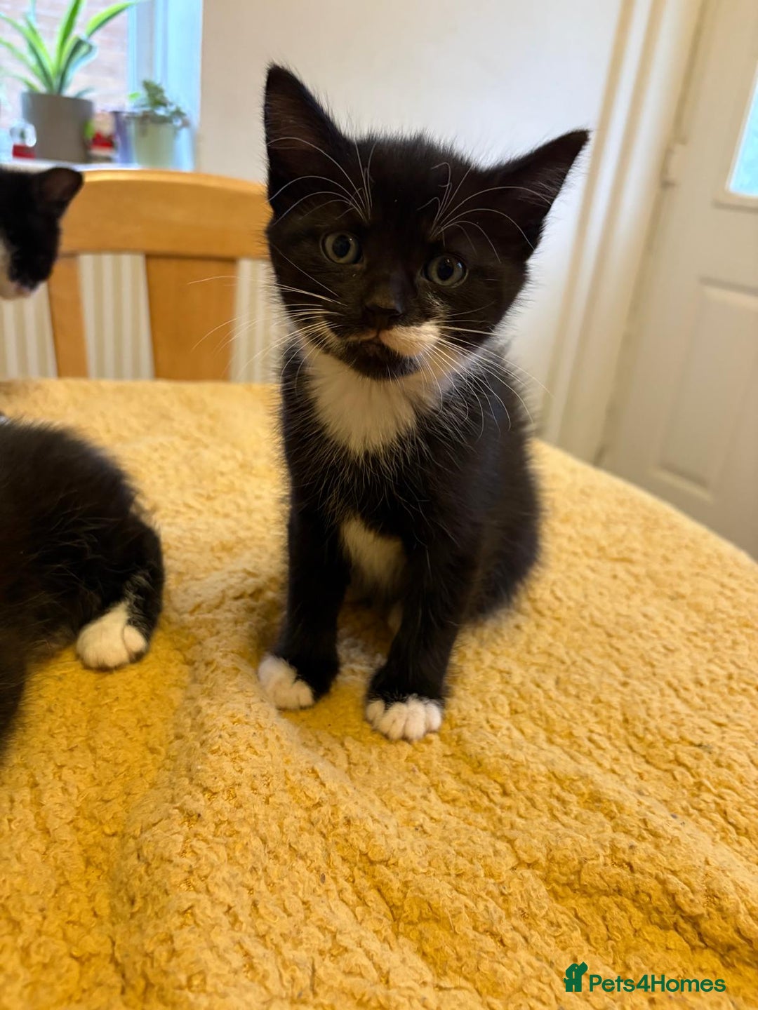 Mixed Breed cats for sale: Beautiful Kittens Looking for Homes - Advert 15