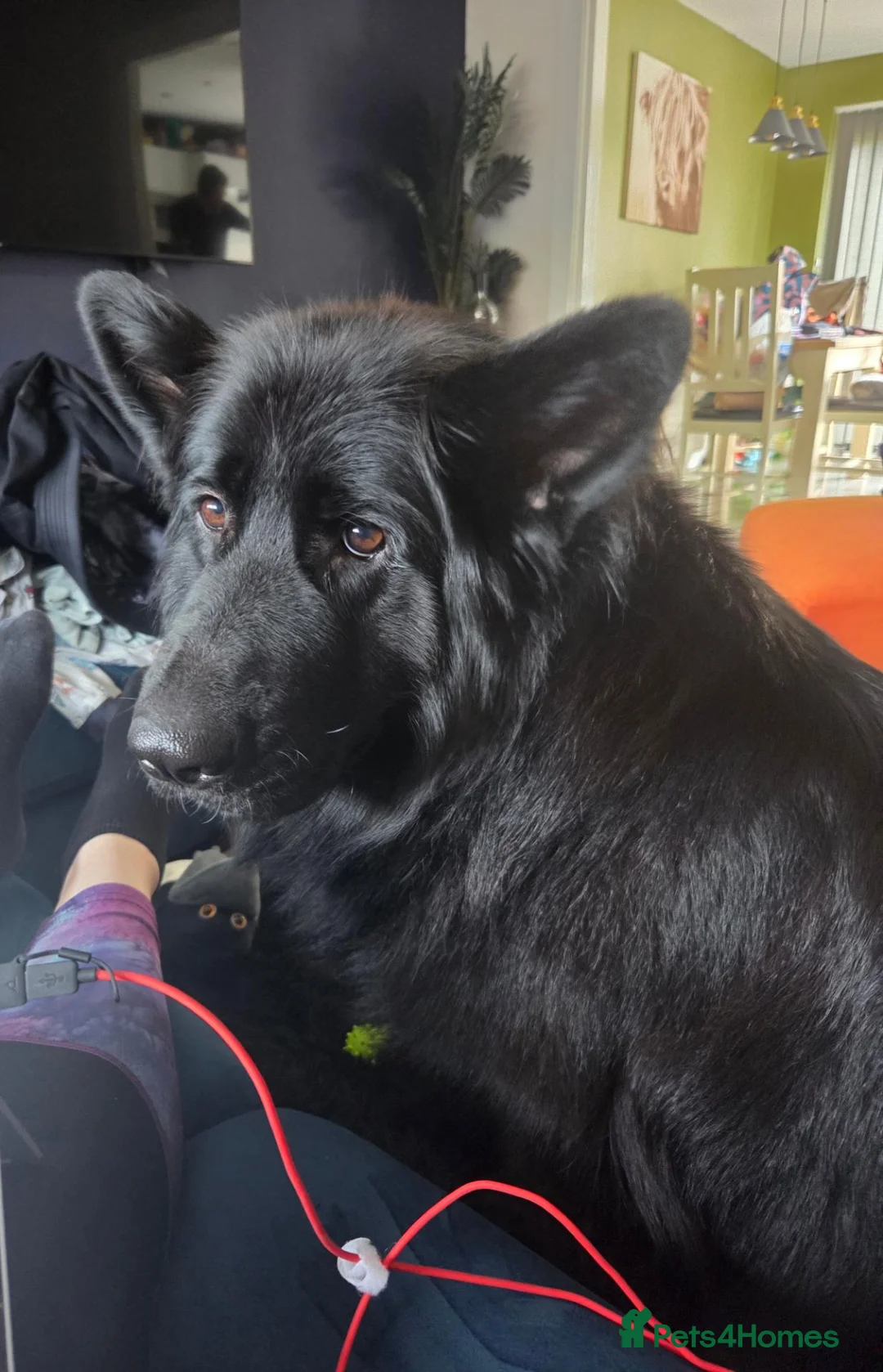 German Shepherd dogs for sale: Female German Shepherd for sale in Haddington - Advert 2