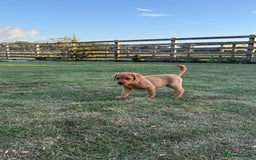 Labrador Retriever dogs for sale: 🧡 Fabulous Red & Yellow KC reg Puppies  - Image 10