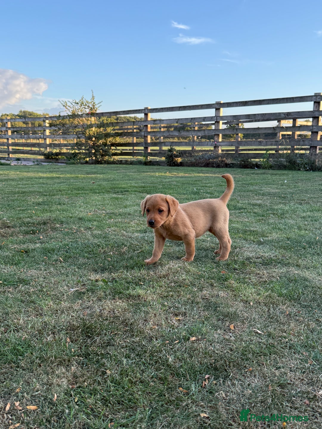 Labrador Retriever dogs for sale: 🧡 Fabulous Red & Yellow KC reg Puppies  - Image 10