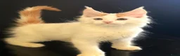 Maine Coon cats for sale: Beautiful maine coon kittens - Advert 24