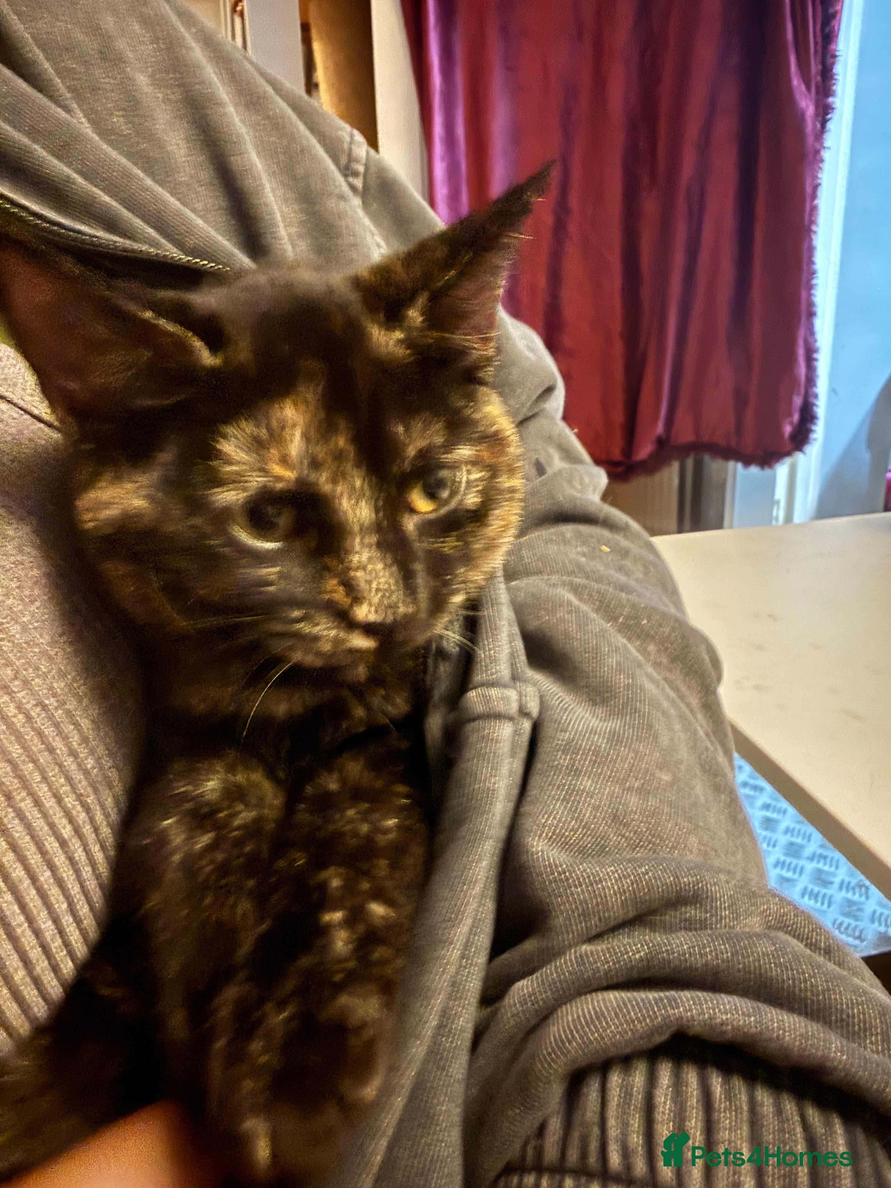 British Shorthair cats Gccf reg Cheeky British x Devon Rex kittens - Advert 1