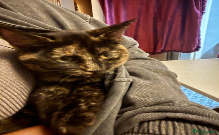 British Shorthair cats - Advert 16