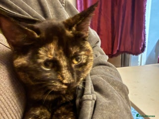 British Shorthair cats Gccf reg Cheeky British x Devon Rex kittens - Advert 10