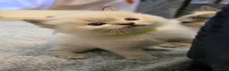 Ragdoll cats for sale: Adorable Ragdoll Babies  - Advert 7