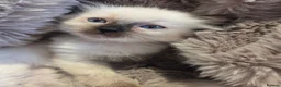 Ragdoll cats for sale: 🏆GCCF REG. EXTENSIVELY TESTED RAGDOLL KITTENS🌟 - Advert 13