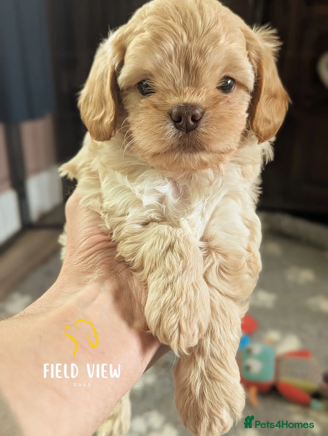 Cavapoo dogs for sale: F1 Cavapoo pups, extensively health tested parents - Advert 1