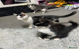 Mixed Breed cats for sale: Kitten - Image 8