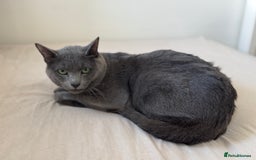 Russian Blue cats for stud: Russian Blue for Stud  - Image 2
