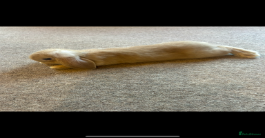 Mini Lop rabbits - Advert 3