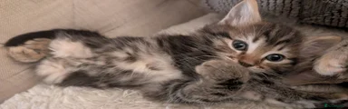 Tia 