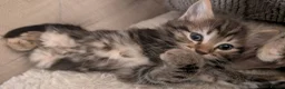 Ragdoll cats for sale: Pair of Ragdoll/Tabby Kittens ..... Bear & Tia  - Advert 28