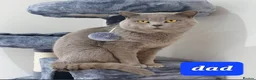 Mixed Breed cats for sale: 5 kittens x British blue shorthairs - Advert 7