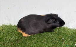 Guinea Pig rodents for sale: Female baby guinea pigs  - Image 22