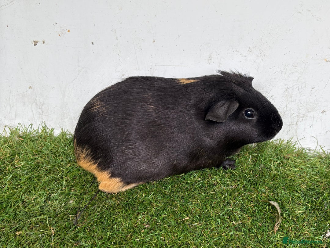 Guinea Pig rodents for sale: Female baby guinea pigs  - Image 22