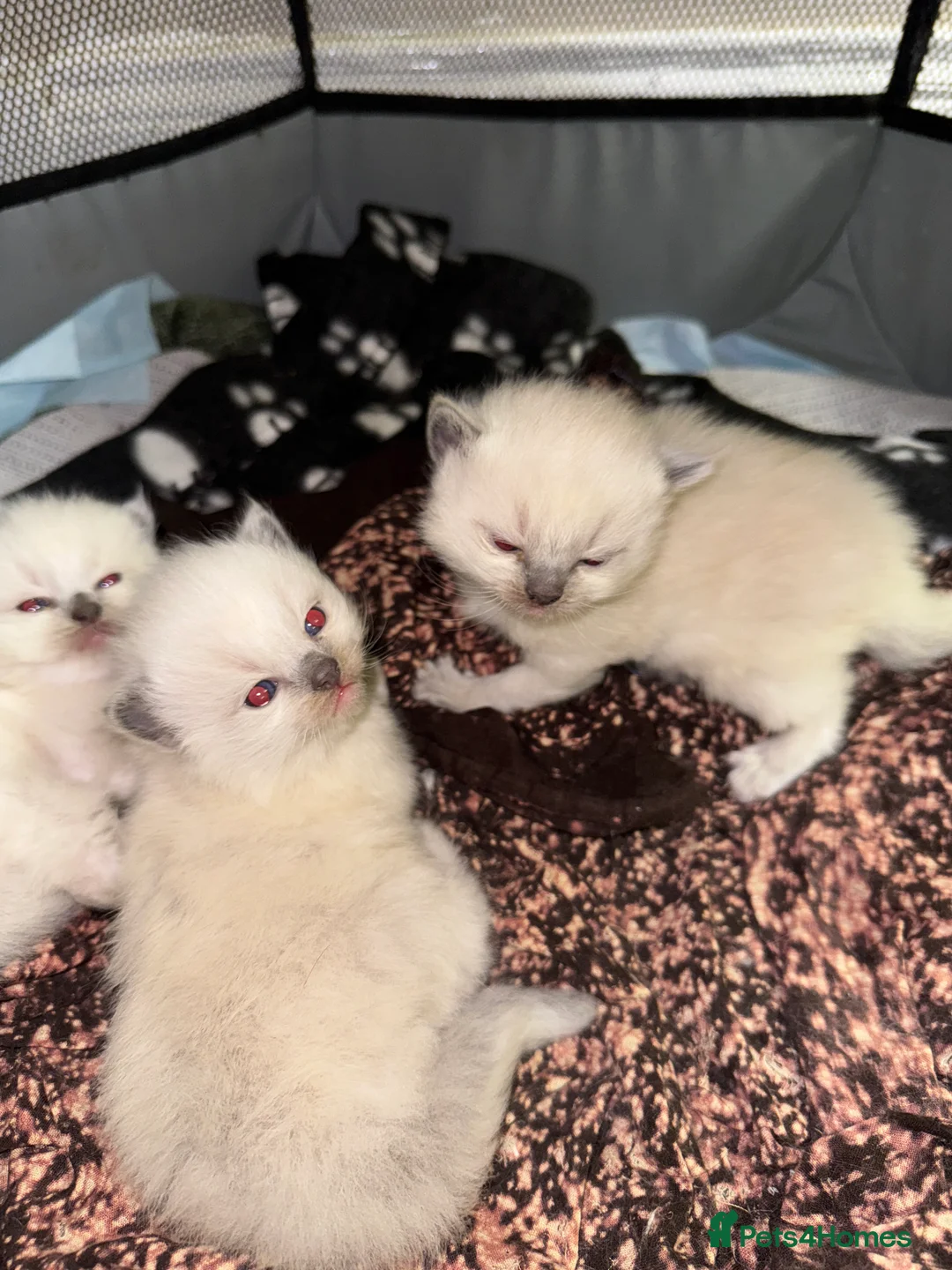 Ragdoll cats for sale: Bluepoint ragdoll- all reserved  - Advert 6