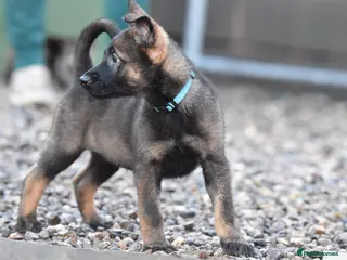 Mixed Breed dogs GSD × Dutch Herder – Top European Working Lines - Advert 15