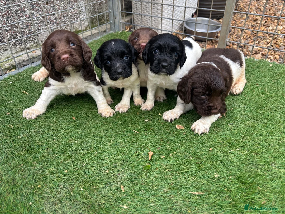 English Springer Spaniel dogs for sale: Kc springer spaniel Puppies - Advert 1