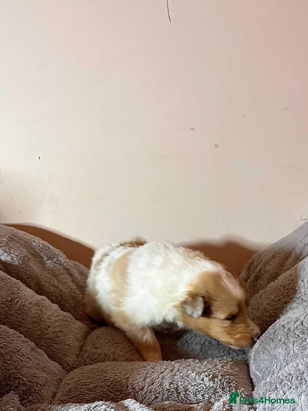 Rough Collie dogs for sale: Top Healthy Puppies, clear DNA CEA-DM-MDR1, PRA - Advert 38