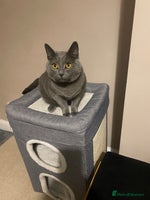 British Shorthair cats British shorthair x Russian blue male cats age 1 - Advert 1