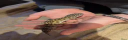Leopard Gecko reptiles for sale: Leopard Gecko - Advert 1