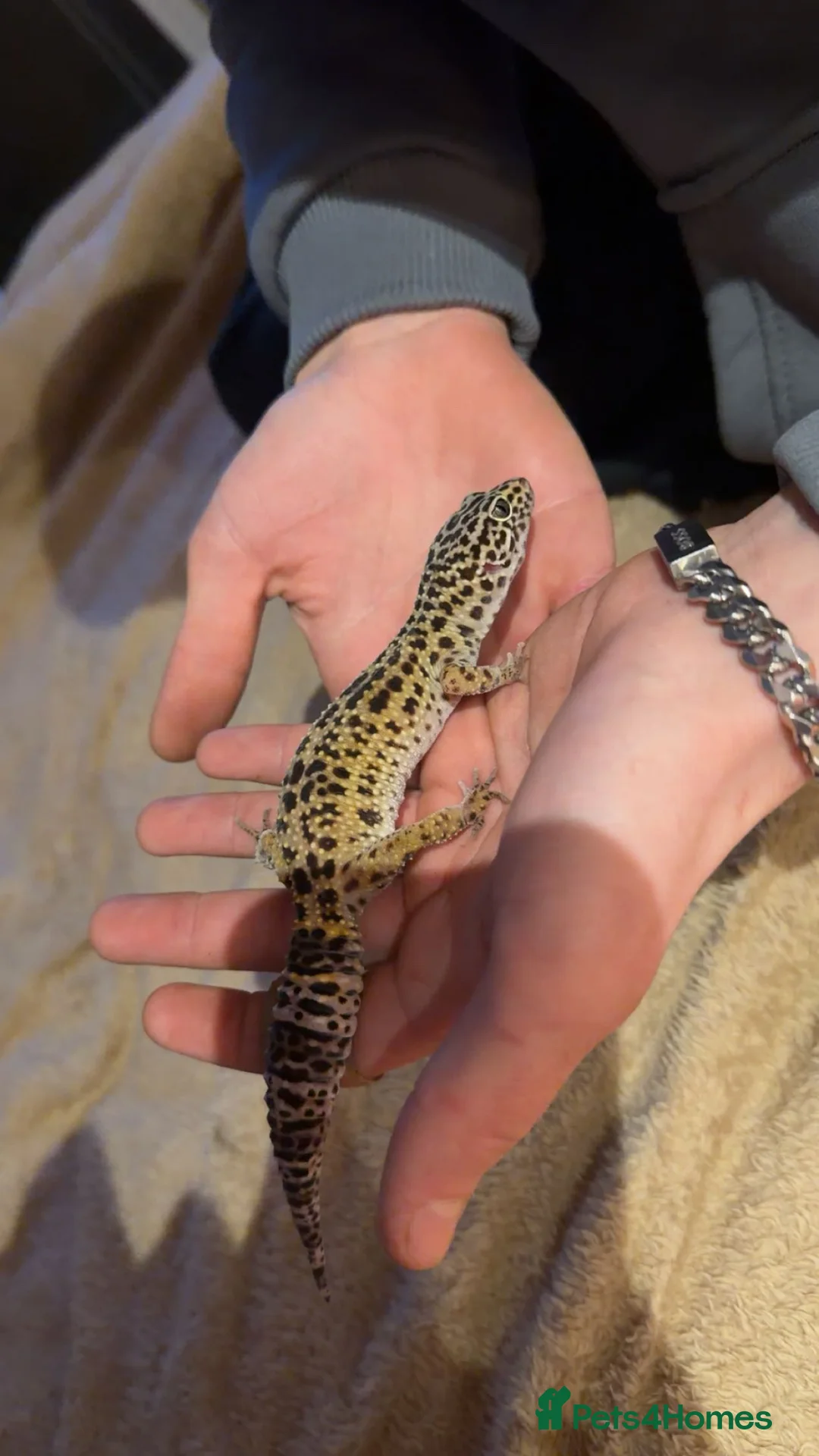 Leopard Gecko reptiles for sale: Leopard Gecko - Advert 1