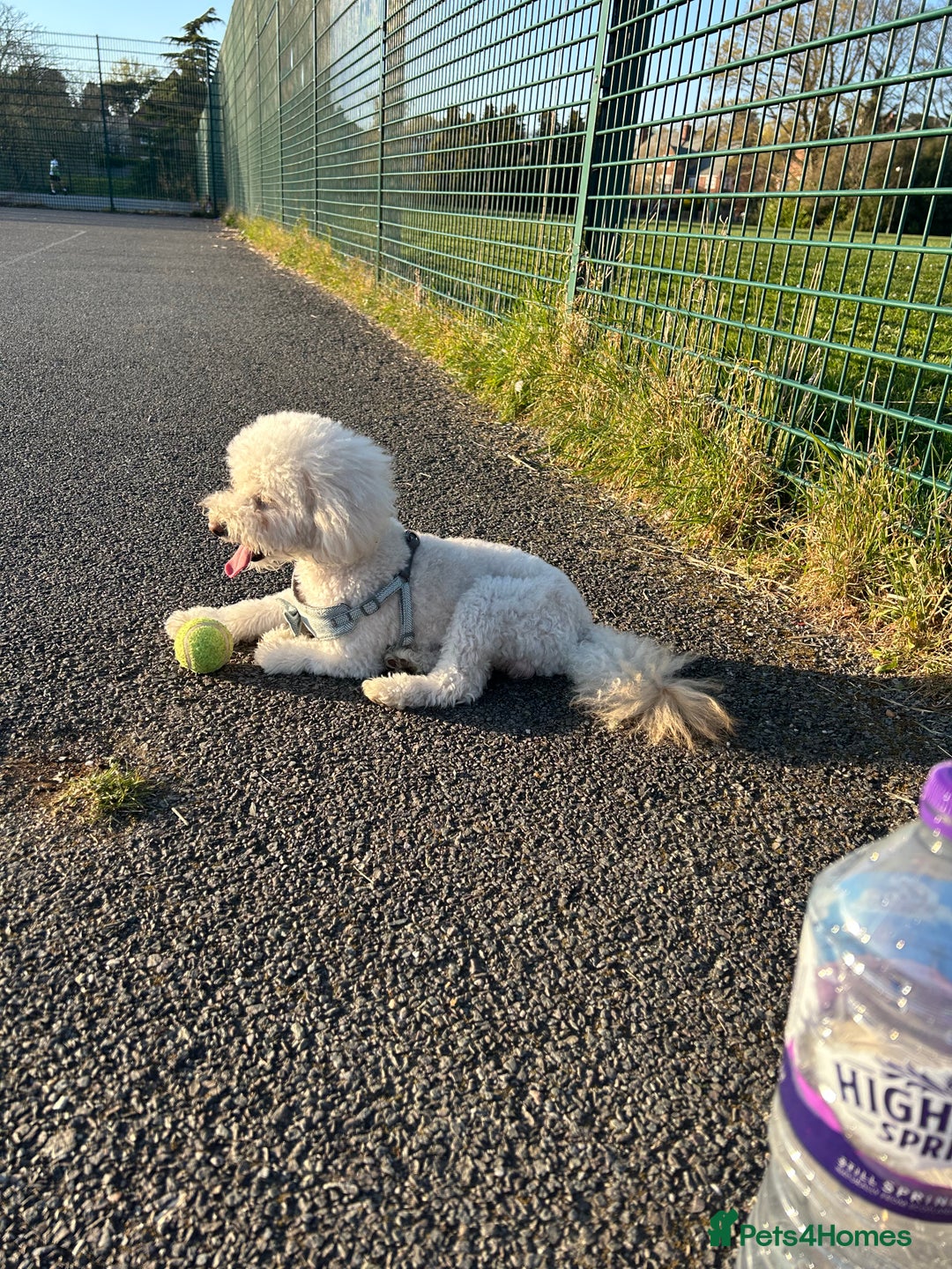 Toy Poodle dogs for stud: Gucci Toy Poodle Stud - Image 8