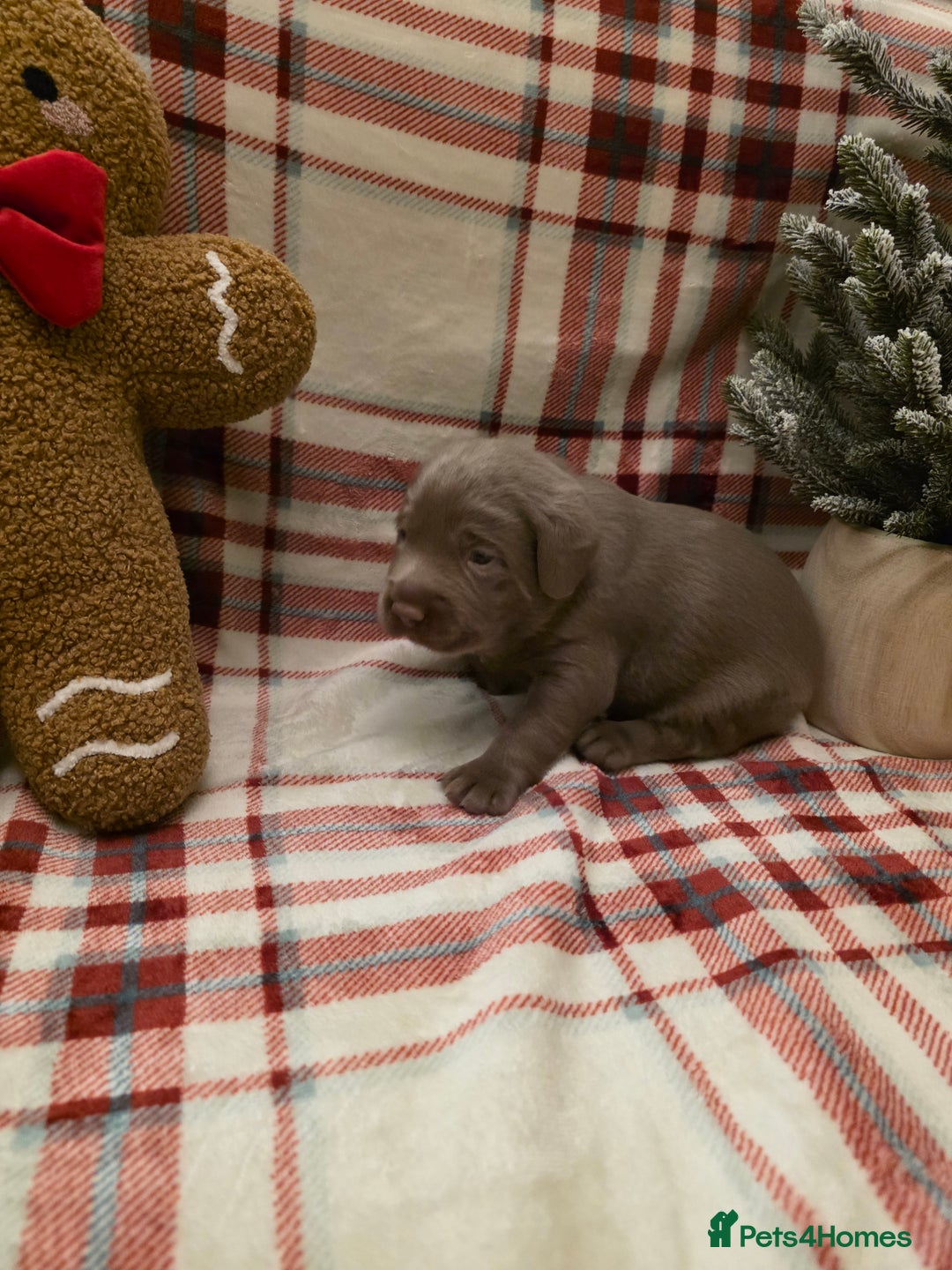 Labrador Retriever dogs for sale: Silver Labrador Puppies For Sale - Advert 25