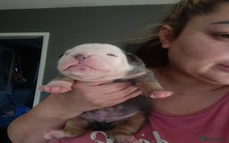 Olde English Bulldogge dogs for sale: Beautiful olde English bulldogs 🩷 - Image 10