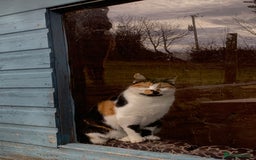 Mixed Breed cats for sale: Black and white kitten for sale - Image 4
