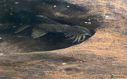 Catfish fish for sale: FREE BABY BRISTLE NOSE CATFISH - Image 2