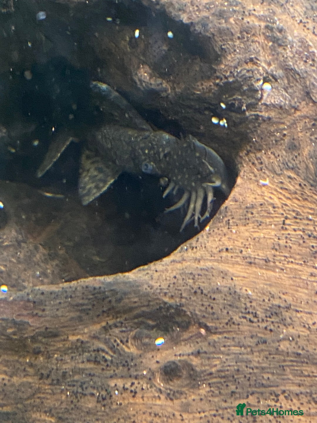 Catfish fish for sale: FREE BABY BRISTLE NOSE CATFISH - Image 2