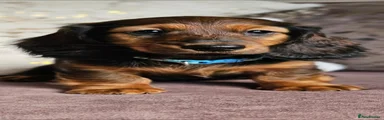 Miniature Dachshund 3