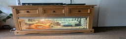 Bearded Dragon reptiles for sale: Bearded Dragon with Viv & complete set up £350 - Advert 1