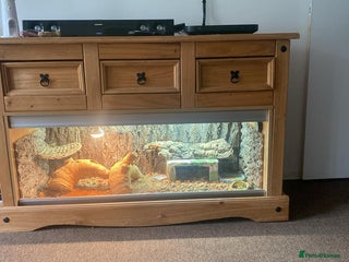 Bearded Dragon reptiles Bearded Dragon with Viv & complete set up £350 - Advert 1