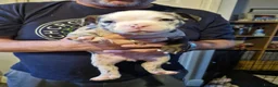 American Bully dogs for sale: Pocket bully  - Advert 2
