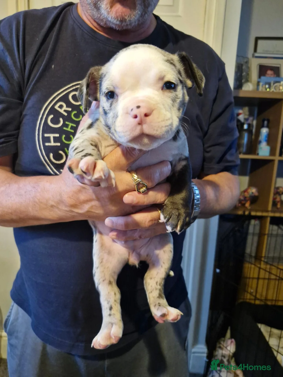 American Bully dogs for sale: Pocket bully  - Advert 2